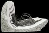 New Trilobite Species (Affinities to Quadrops) - Very Large! #86535-2
